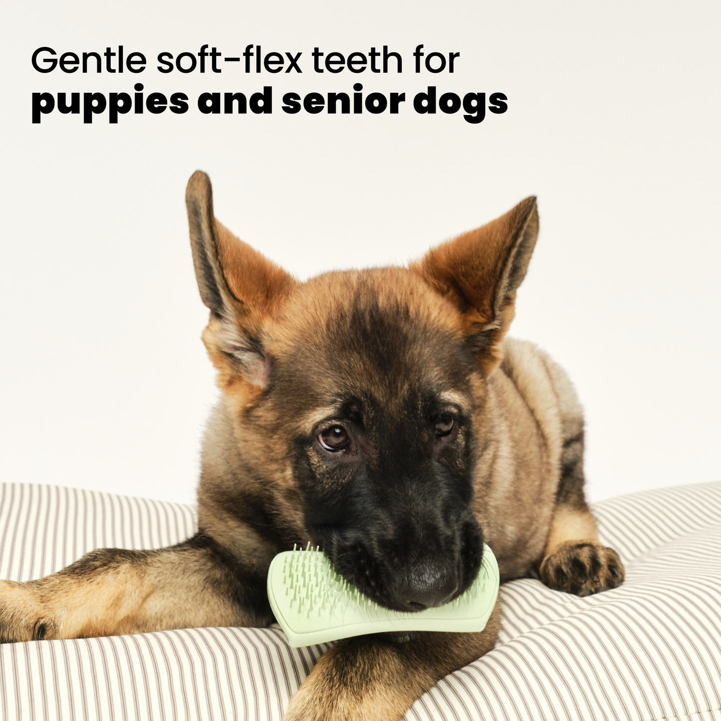 Puppy Brush A6