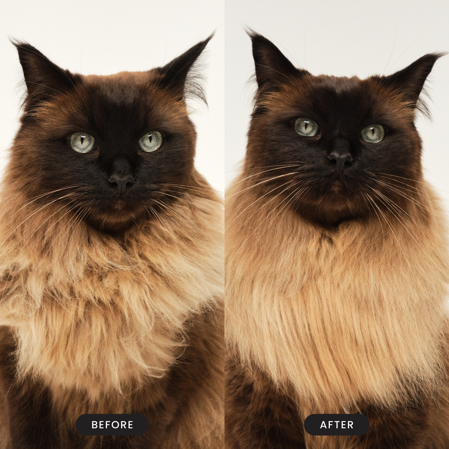 Cat Grooming Brush D5